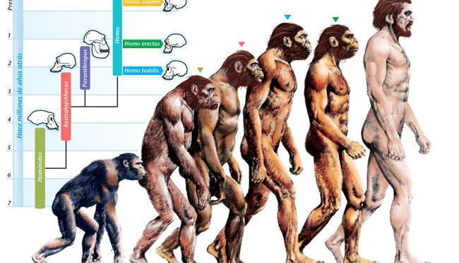 Museo di Storia Naturale – L’Evoluzione dell’Uomo